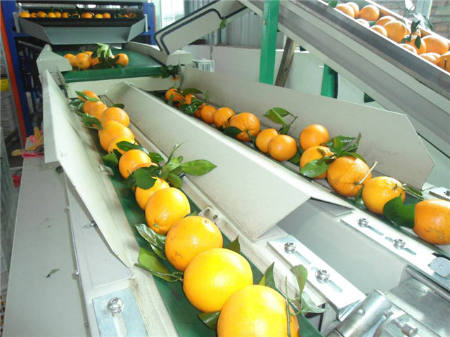 光幕傳感器幫助水果自動(dòng)分級